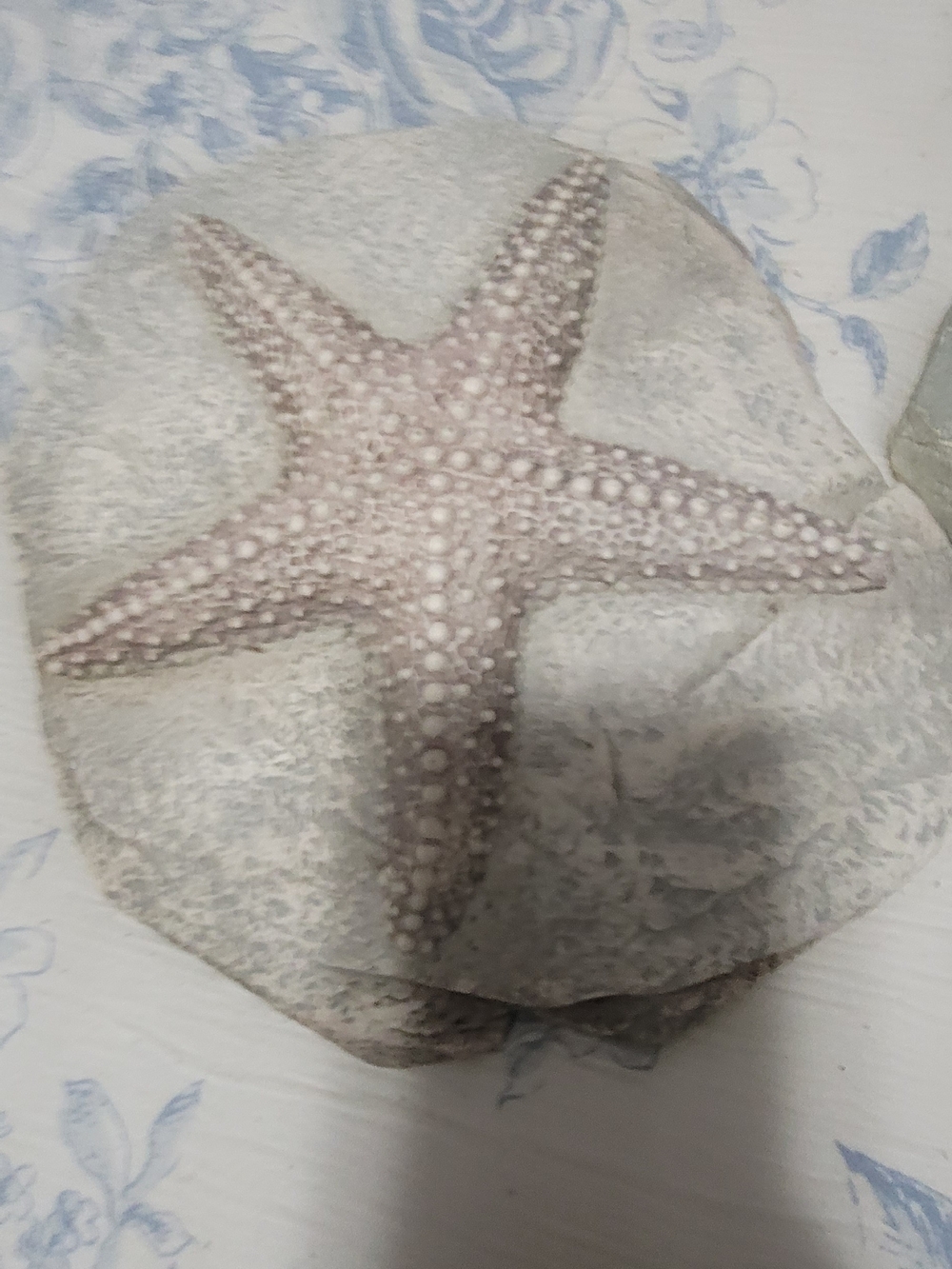 Coastal Starfish Wall Decor  White & Tan Set 2